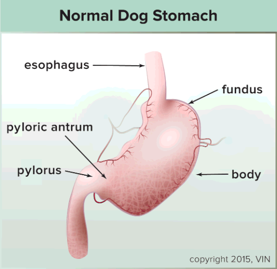 Can A Dog Bloat After Gastropexy   Stomach Normal VIN 